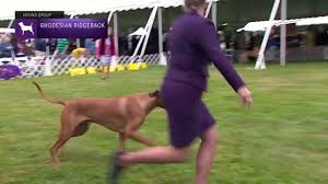 We are very excited to present westminster kennel club dog show 2021, the livestream event. Rhodesian Ridgebacks Breed Judging 2021 Youtube