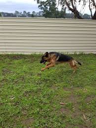 No Matter Of Size All Breed Dog Are Comfortable In Our Kennel For More Visit Dogboardingkennels Bundoora Dog Boarding Kennels Dogs Pet Boarding