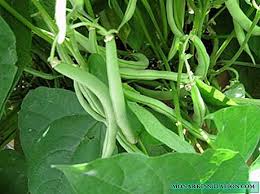 Pokok kacang panjang bahasa melayu, ensiklopedia bebas. Biji Hitam Faedah Dan Bahaya Penerangan Jenis Ciri Ciri Yang Semakin Meningkat Tumbuhan