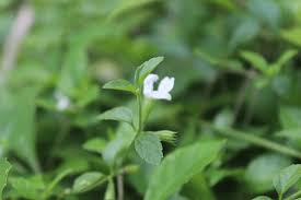 Image result for Blepharis integrifolia