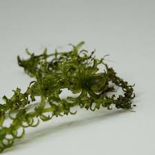 Image result for Hydrolea brevistyla