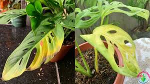 Why Are My Monstera Adansonii Leaves Turning Yellow And Solutions Garden For Indoor