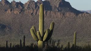 In summary, where the saguaro population is declining, bacterial necrosis appears to be the prime cause of loss among older plants. Ask Clay How Do Rotting Saguaros Still Grow