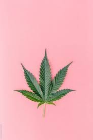 Download psychedelic weed art poster for those trippy hippy kinda. Weed Wallpaper Tumblr Posts Tumbral Com