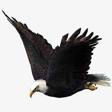 Wild Eagle Flap Animal Wild Eagle Png Transparent Clipart Image And Psd File For Free Download Wild Eagle Photo Background Images Hd Beautiful Wolves