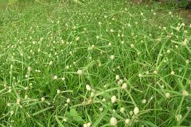 Image result for Kyllinga