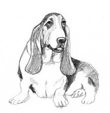 Black And White Basset Hound Dog Sketches Pencil Drawings Of Dogs In 2020 Dog Sketch Sketches Dog Drawing