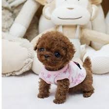Miniature poodle puppies for sale. Tiny Teacup Poodle For Sale Micro Puppies Poodles For Sale