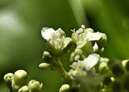 Image result for Premna schliebenii