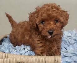 Listing over 26 poodle puppies for sale in the areas of: Toy Poodle Puppies For Sale Asiapets In