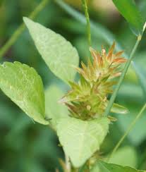 Image result for Acalypha psilostachya