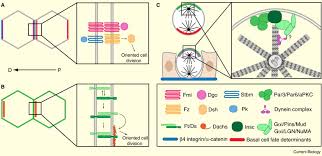 How do animal cells divide. Cell Division Orientation In Animals Sciencedirect