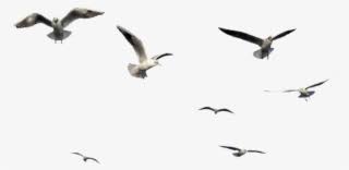 Flying keel billed toucan bird (ramphastos sulfuratus) on a side view silhouette found in map of south america. Flying Bird Png Free Hd Flying Bird Transparent Image Pngkit