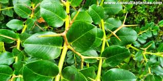 Image result for Carissa bispinosa