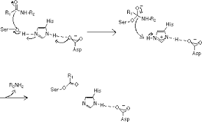 Proteolytic enzymes or proteases are a vast class of enzyme that digest protein. Chromogenix The Proteolytic Mechanism Of Serine Proteases
