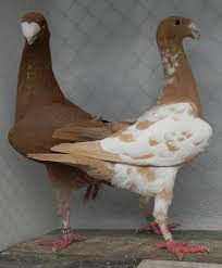Pin By Mamzo On Pigeon In 2020 Pigeon Breeds Pigeon Racing Pigeons