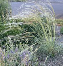 Image result for Stipa