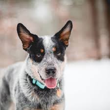 Australian cattle dog (blue heeler) puppies for sale in pa, as well as indiana, new york, ohio and other states. Blue Heeler Australian Cattle Dog Full Profile History And Care
