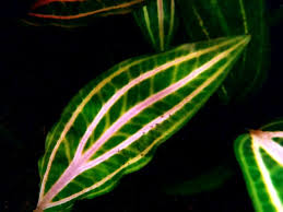 Cryptocoryne is a genus of the freshwater plants containing nearly a hundred species. Cryptocoryne Cordata Rosanervig Rosanerviger Wasserkelch Wasserpflanzenparadies