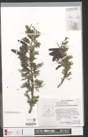 Image result for Monothecium glandulosum