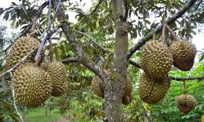 Ingin menanam durian tapi tak punya lahan luas? Budidaya Durian Montong Durian Monthong Durian Unggul Asal Thailand