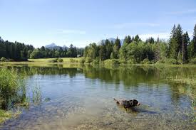 Zu dem haus gehört ein eingezäunter garten mit terrasse und loungegruppe. Urlaub In Bayern Mit Hund