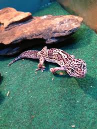 By subscribing you agree to the terms of use and privacy policy. 7 Exotic Pets That Are Easy To Care For Pet Ponder