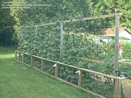Runner beans grow to about 2m (6 ft) high and they require support. Vegetable Gardening Weedwhacker Picture What S A Good Support For Runner Beans Verticle Vegetable Garden Home Vegetable Garden Vegetable Garden