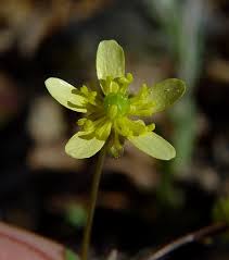 Image result for Ranunculus volkensii