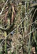 Image result for Drimia altissima