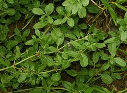 Image result for Zaleya