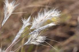 Image result for Andropterum