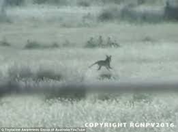 One of the more notorious hotspots. Is This Incredible Footage Appearing To Show Extinct Tasmanian Tiger Running Through Fields In Victoria Proof That The Thylacine Still Exists Daily Mail Online