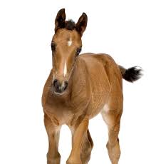 Image result for Rhodococcus equi