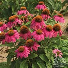 Plant Profile For Echinacea Purpurea Powwow Wild Berry Purple Coneflower Perennial Echinacea Echinacea Purpurea Perennials