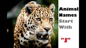 Here is a list of animals whose name begin with the letter j. Name An Animal That Starts With The Letter J Animal Names Nursery Learning Kids Corner Youtube