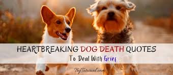 Almost everyone you meet has lost a pet and had to deal with that grief. 66 Heartbreaking Dog Death Quotes To Deal With Grief 2021 Trytutorial
