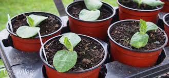 Due to soft and succulent natures, they are vulnerable to a range of squash diseases that need treatment and care. Growing Squash From Sowing To Harvest
