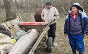 Stirile zilei din cetățenești : Un Sturion De 140 De Kilograme Lung De 2 5 Metri Descoperit Intr O CÄruÅ£Ä Video