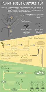 Pin By Cast Credible Agriculture Sci On Cast Catch Of The Day Plant Tissue Propagating Plants Plants