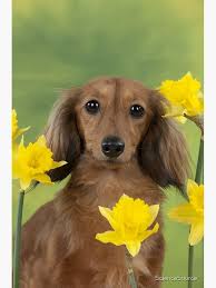 Long-haired Dachshund with Yellow Daffodils Poster