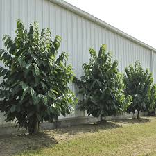 Where do they grow paw paw fruit? Triple Play Pawpaw Tree Collection Pawpaw Trees Stark Bro S