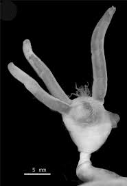 Image result for Micractis