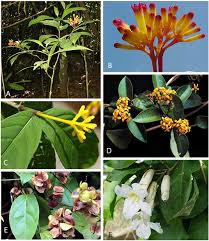 Image result for Aeschynomene glauca