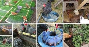 If yes, here are 7 steps to starting an organic poultry farm (egg & meat production) right chicken meats are free from carbohydrates which is one class of food that health conscious people try to consume less of. 25 Lifehacks And Tips For Raising Backyard Chickens That Thrive Diy Crafts