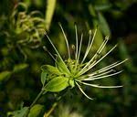 Image result for Maerua nervosa