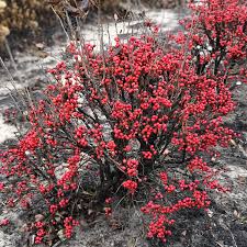 Most holly are native to swampy places but do well in light to medium moist loam. Ilex Little Goblin Red Buy Holly Winterberry Shrubs Online