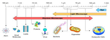 2 1 cell theory bioninja