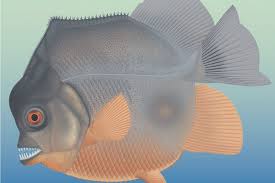 Ikan ini memang bersifat predator dan sangat ganas. 150 Juta Tahun Lalu Ikan Mirip Piranha Sudah Meneror Lautan