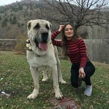 korumam kangal kangal kopegi kopek turleri komik hayvanlar